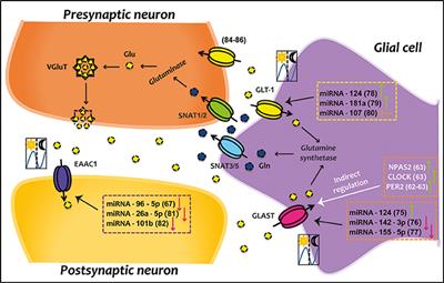 Circadian Regulation of Glutamate Transporters